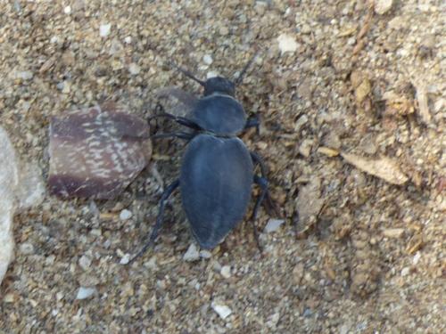 Réf. 293 834 : Tentyria sp.